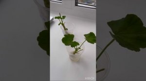 Укоренение пеларгонии на 4 день в простой воде??? #пеларгония #flowers #цветынабалконе