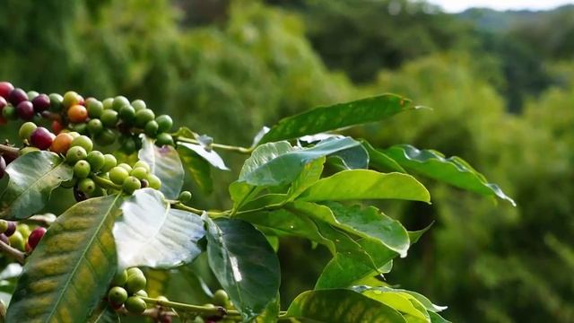 Разновидности кофейного дерева. Виды и сорта кофе! смотреть онлайн