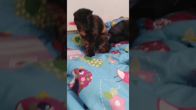 Kitty and Squeaky Toy