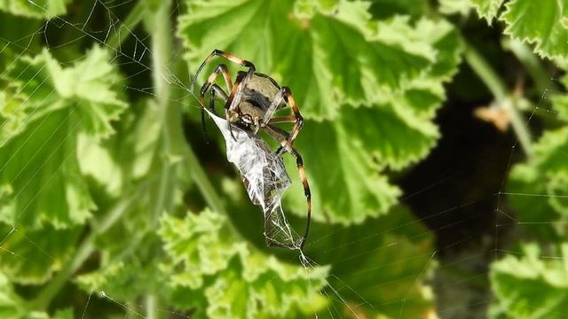 Паук| Spider| Среда обитание паука. смотреть онлайн