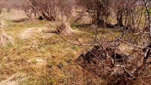 Показываю какие деревья из природы интересны для последующего создания из них бонсай