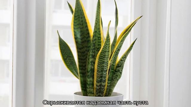 Тещин язык  цветок — уход в домашних условиях