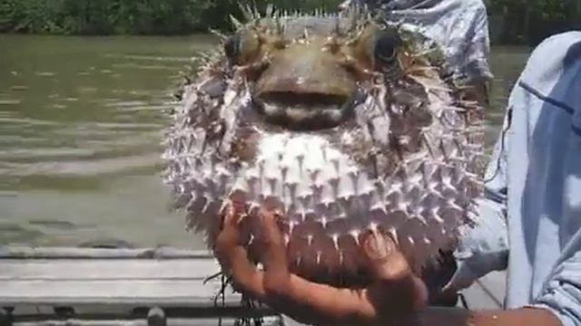 Ядовитая рыба фугу фырчит смотреть онлайн