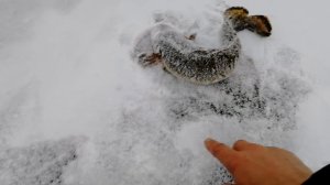 На реке Сок. Поймал налима на гондурас.