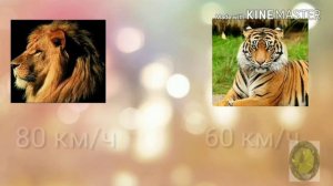 Лев против тигра | кто сильнее | версус