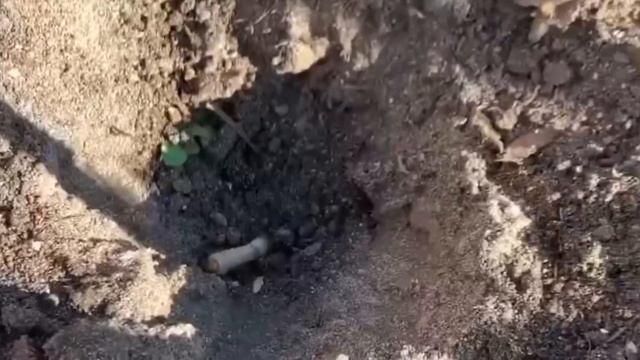 ВРЕДИТЕЛИ В ПОЧВЕ, как защитить корни. Посадка деревьев осенью, весной. смотреть онлайн