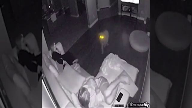 Смешные видосы - Домашний пёс поймал белочку.