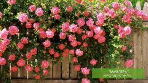 Лучшие сорта роз для средней полосы. Как выбрать розы для своего сада.