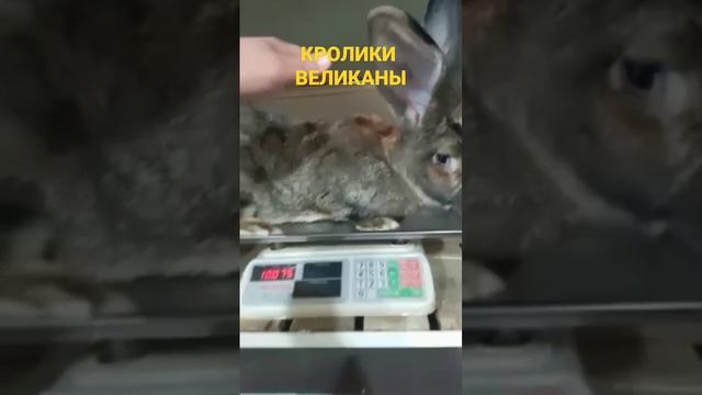 ФЛАНДР Кролики  Фландер Бельгийский ВЕЛИКАН Вес Вага Серый Кролик цвет Агути