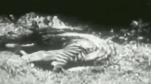 Анаконда против Леопарда Giant Anaconda vs Jaguar   Python vs Tiger   Python vs Leopard