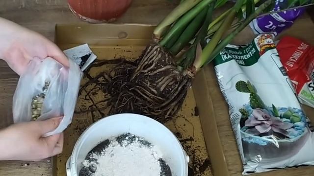 Пересадка замиокулькаса. Удаление пней после обрезки листов. Грунт для замиокулькаса