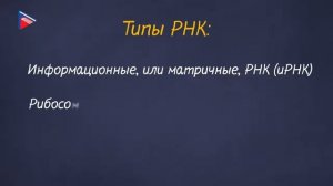 10 класс - Биология - Нуклеиновые кислоты, их роль в жизнедеятельности клетки. АТФ и другие веществ