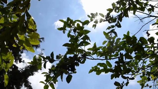 стихи Зинаиды Миркиной "О, эта нежность на рассвете" смотреть онлайн