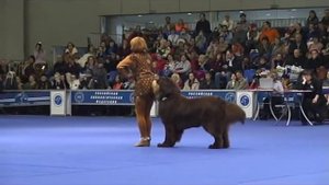 Марина Новосёлова и Миха. Евразия-2013