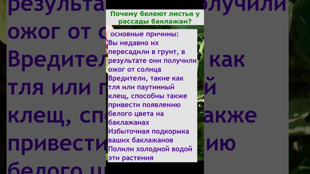 почему белеют листья на рассаде баклажан