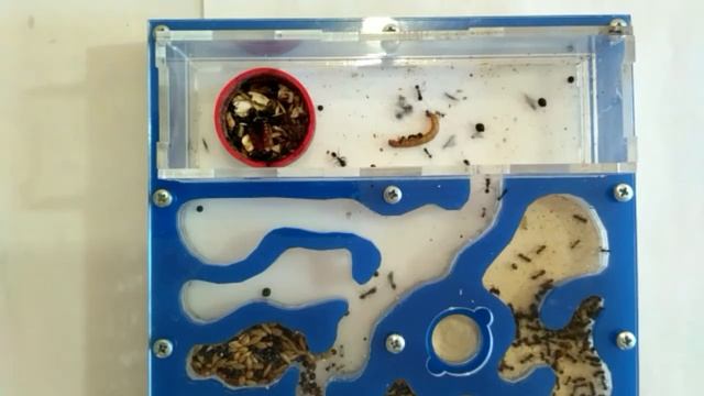 кормление мучным червем смотреть онлайн