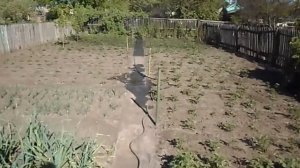 Полив картошки