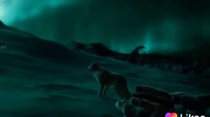 Волк против собаку