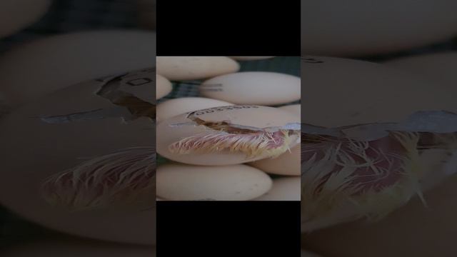 вылупление цыпленка.mp4