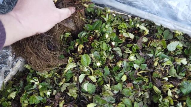 Рассада Клубники Фриго Из Голландии.