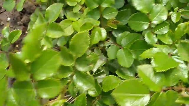 Слепые побеги у роз. Срочная обрезкая . смотреть онлайн