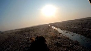 ОХОТА НА ГУСЯ НА КОРМОВОМ ПОЛЕ 2022. Второе солнечное утро