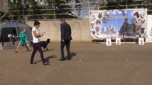 ТИБЕТСКИЙ МАСТИФ, видео с выставки собак