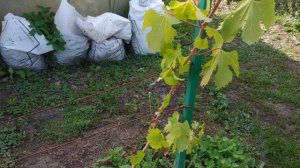 Виноград. 2й год. Как ускорить вызревание лозы