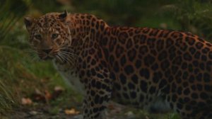 Животный мир Кавказа - Возвращение леопарда