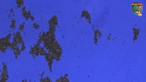 Извлечение золота из концентрата на доводочном столе. Table for gold