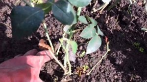 Как отличить корнесобственную розу от привитой???? Чудеса , получаются при заглублении прививки??