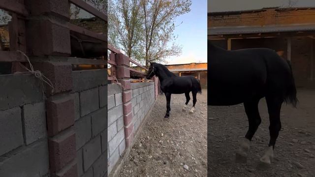 Сласка 3 года 10 месяцев.Рост 1.75м смотреть онлайн