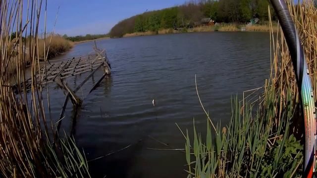 ЛОВЛЯ КАРАСЯ НА ПОПЛАВОЧНУЮ.РЫБАЛКА НА КАРАСЯ.РЫБАЛКА поплавочную удочку.#familyfishing#рыбалка#
