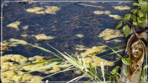 Имя на осине Сергей Ростов