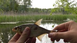 Рыбалка на поплавочную удочку в камыше и ряске. Прикормка с землёй. Ловля густеры и красноперки.