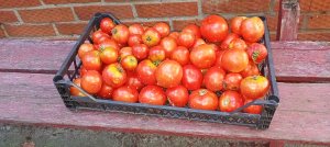 Выращивание помидоров и огурцов на балконе в 2023 году ➤ Собираем урожай ➤ Часть 8