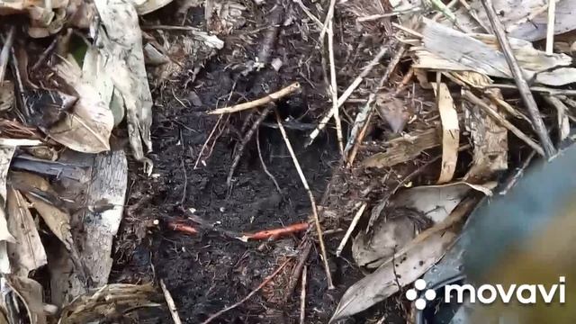 Коп по войне на Сахалине. Поиск японских оборонительных позиций