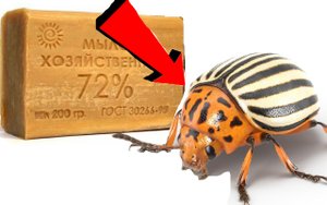 Как избавиться за 3 минуты от колорадского жука на картошке!