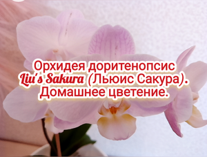 Орхидея доритенопсис (Liu's Sakura) Льюис Сакура. Домашнее цветение.