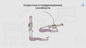 Наклоны вперёд из положения сидя на полу