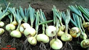 Уборка лука посаженного осенью. Harvesting onions
