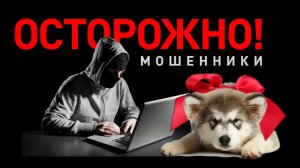 Покупка щенка. Осторожно мошенники!