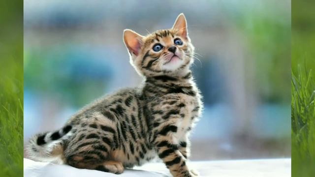 Бенгальская кошка | Самое важное о породе