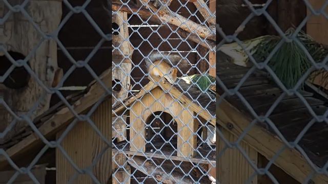 Dipriz zoo! Baranovichi) смотреть онлайн