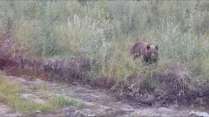 Встретили на дороге медведицу с медвежатами