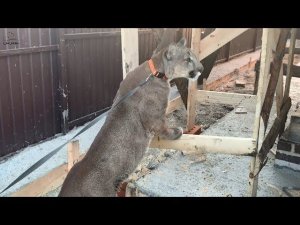 Новый дом для пумы Месси почти готов.