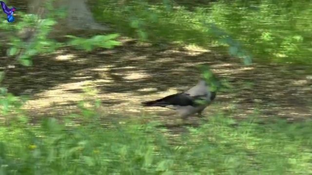 История о необычной дружбе / Девочка, которая дружит с воронами смотреть онлайн