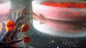 ПОЛЬЗА УЛИТОК КАТУШЕК В АКВАРИУМЕ