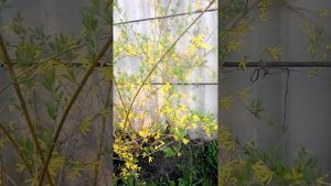 Форзиция посадка,уход,размножение