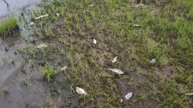 КУЧИ ДОХЛОЙ РЫБЫ ПО БЕРЕГАМ реки АМУР 2022! ЭКОЛОГИЧЕСКАЯ КАТАСТРОФА? Река Амур, конец мая 2022 г. смотреть онлайн